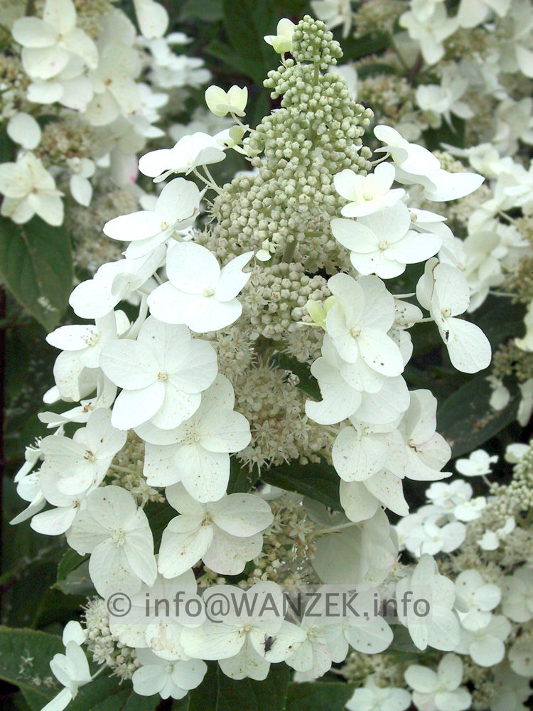 Hydrangea paniculata Unique 01.JPG